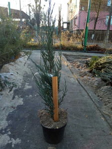 Можжевельник Скайрокет