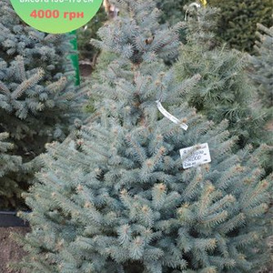 Ель Глаука