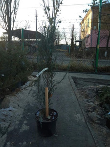 Можжевельник Скайрокет в контейнере фото к новому году в горшке