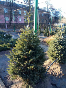 Ель Сербская в контейнере фото к новому году в горшке