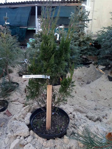 Можжевельник Спартан в контейнере фото к новому году в горшке