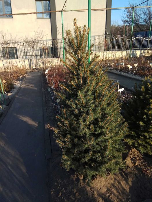 Ель Кейбаб контейнер фото новый год елка в горшке