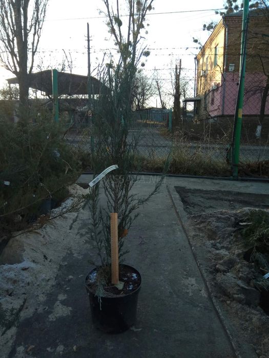 Можжевельник Скайрокет в контейнере фото к новому году в горшке