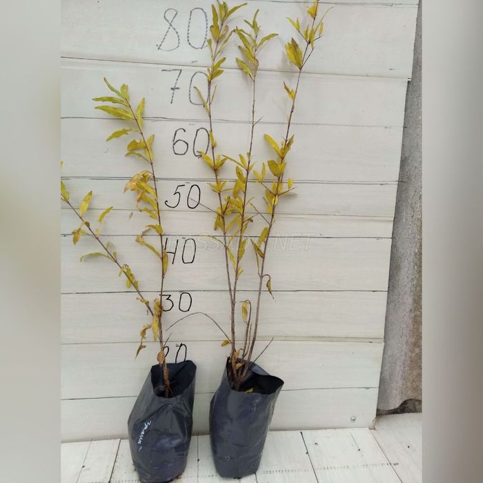 Гранат акдона саженцы 2 шт