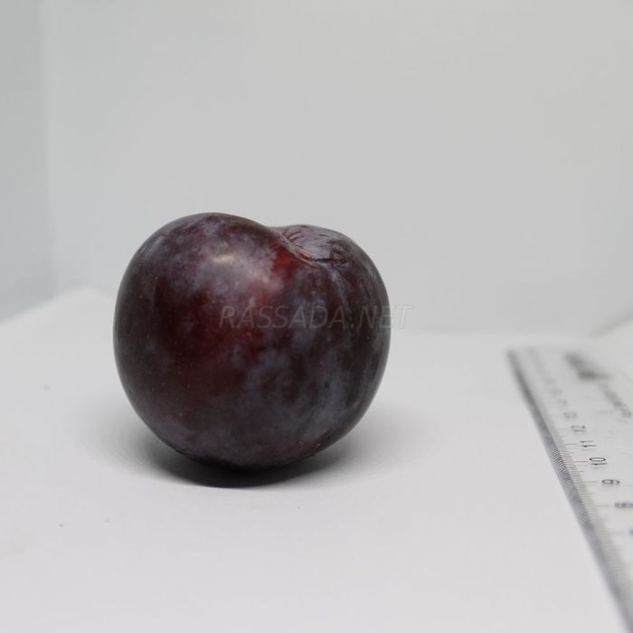 Слива черная