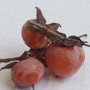 Хурма Виргинская