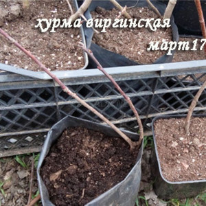 Хурма Виргинская