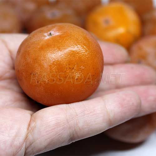 Хурма Россиянка купить саженцы