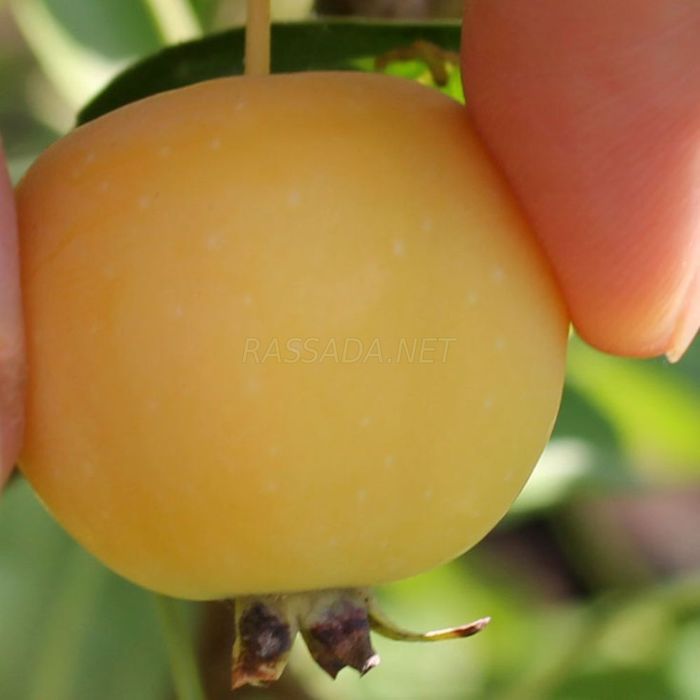 Яблоня  райская