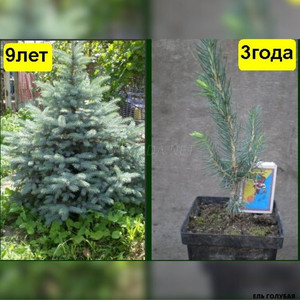 Ель голубая