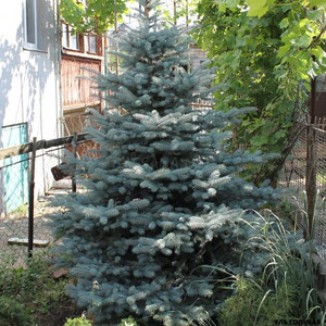 Ель голубая