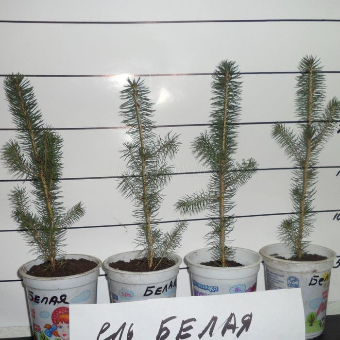 Ель белая