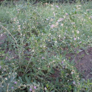 Годжи (Дереза)  (7)