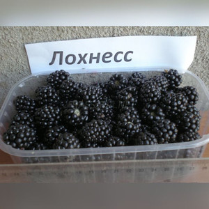 Ежевика Лохнесс