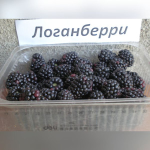 Ежевика Логанберри