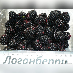 Ежевика Логанберри