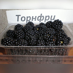 Ежевика Торнфри