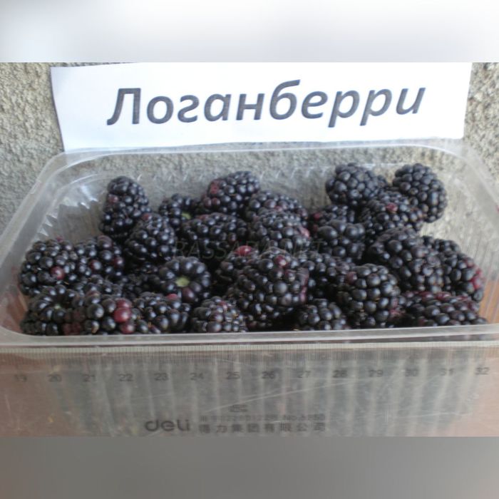 Ежевика Логанберри