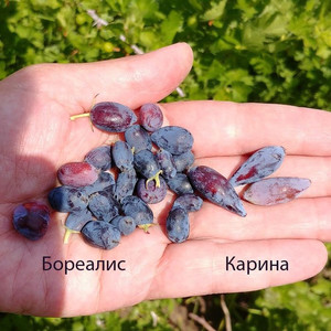 Жимолость съедобная Бореалис и Карина