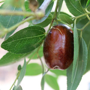 Зизифус (5)