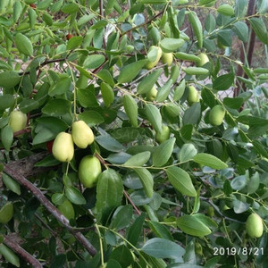 Зизифус (3)