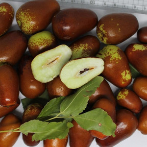Зизифус (унаби)