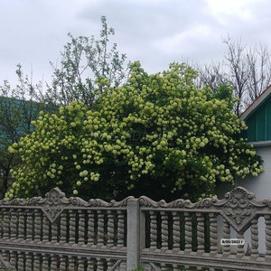 Калина Бульденеж