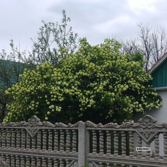 Калина Бульденеж