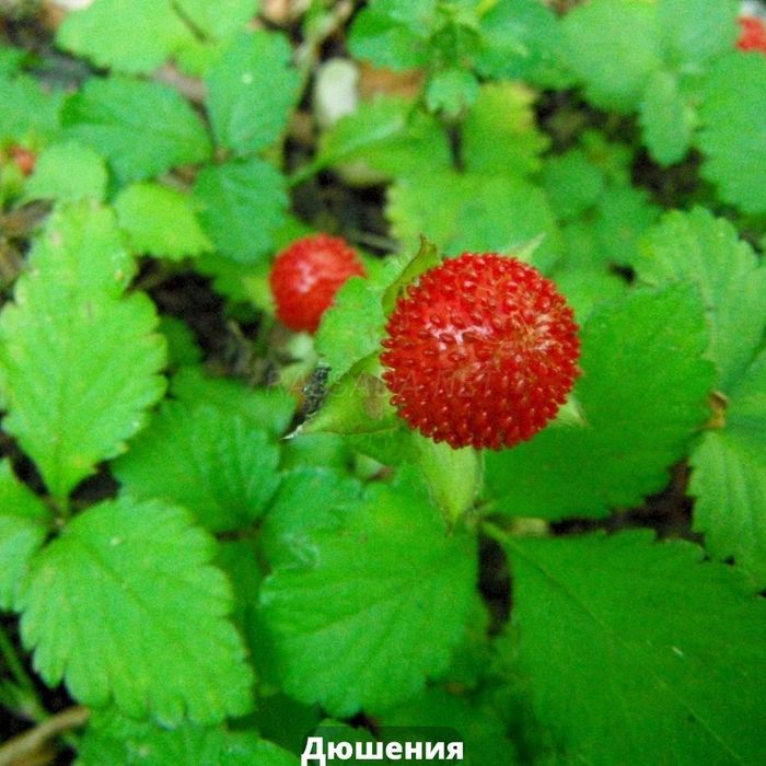 Дюшения