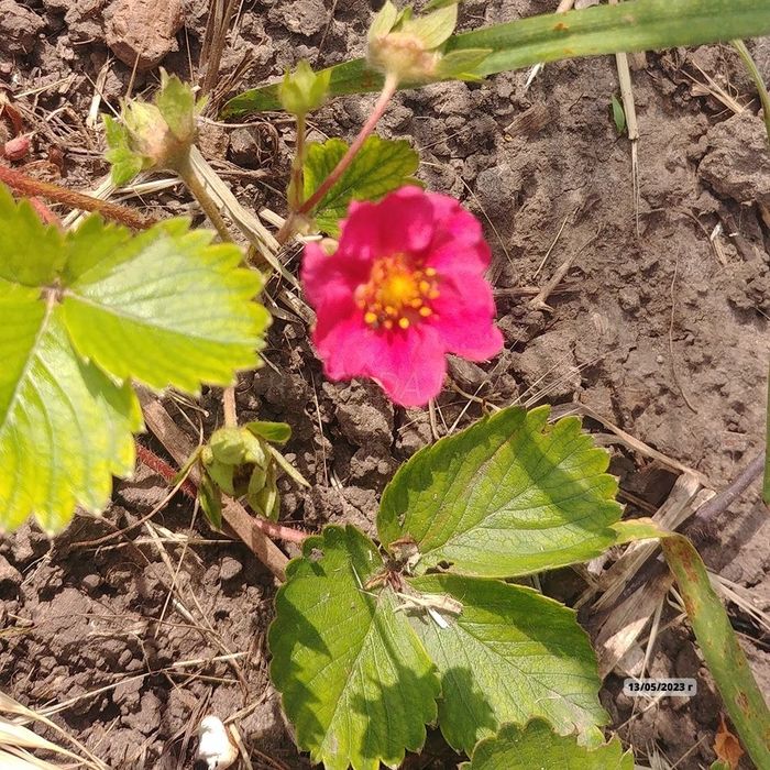 Клубника Розовый Фламинго