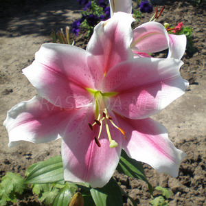 Лилия Алтари