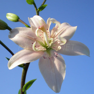 Лилия махровая