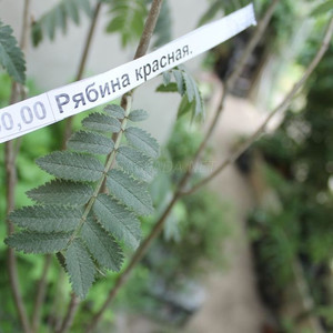 Рябина красная