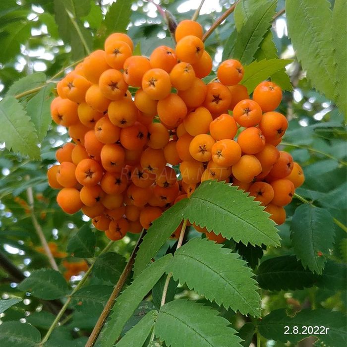 Рябина красная