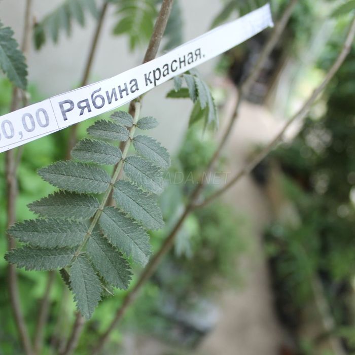 Рябина красная