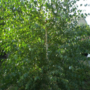 Береза