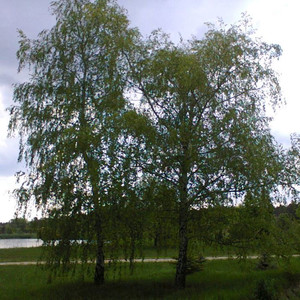 Береза