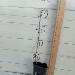 Бобовник Золотой Дождь, саженец  1 год
