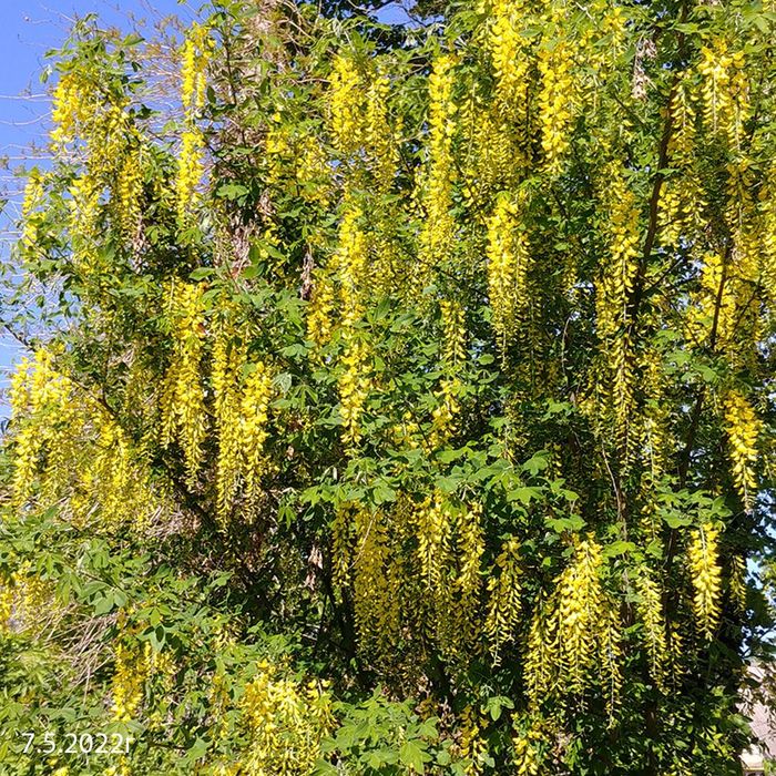 Бобовник Золотой Дождь куст фото Бобовник Золотой Дождь куст фото