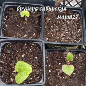 Брунера сибирская