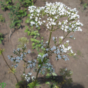 Валериана