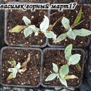 Василек горный