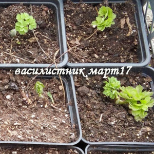 Василисник
