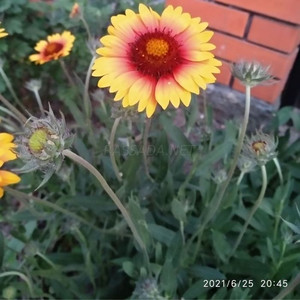 Гайлардия