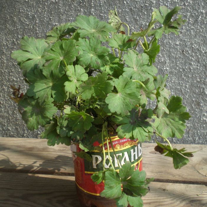 Герань
