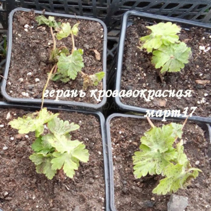 Герань