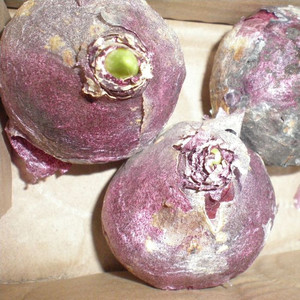Гиацинт, луковица