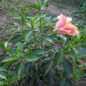 Гибискус (24)