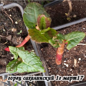 Горец сахалинский