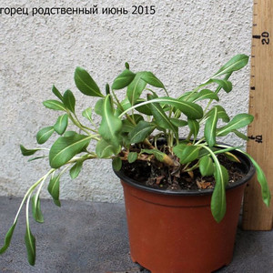 Горец Родственный саженец